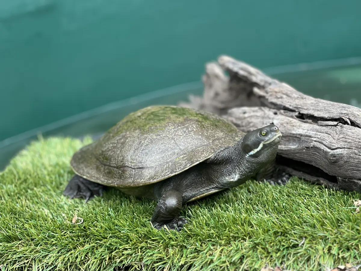 Native Wildlife in Rehabilitation